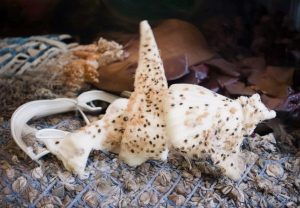 哈里森巴恩斯：从新秀到明星的篮球成长之路与未来展望